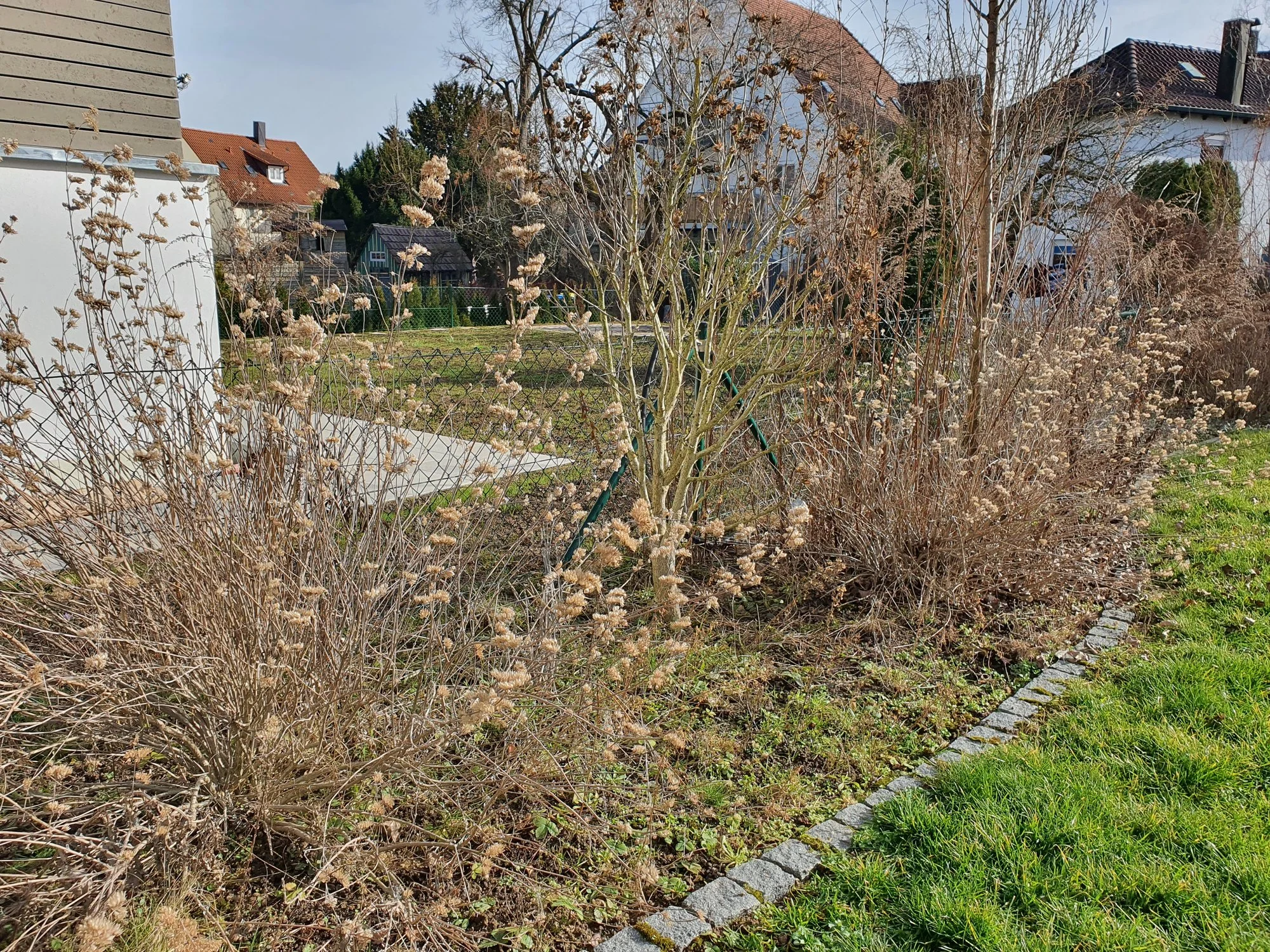 Sträucher und Büsche schneiden wann und wie?