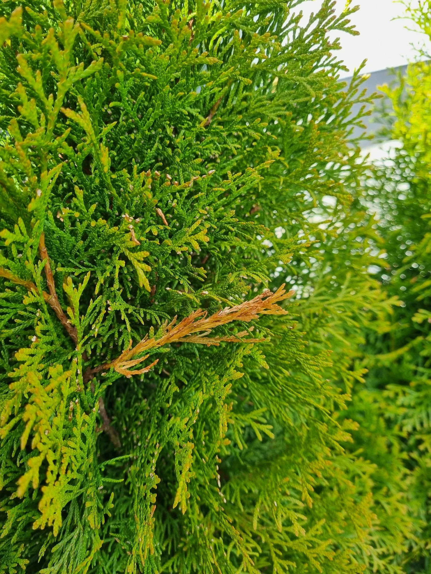 zimmerpflanzen stamm Glückskastanie Pachira aquatica geflochtener Stamm - Pachira aquatica main image 1