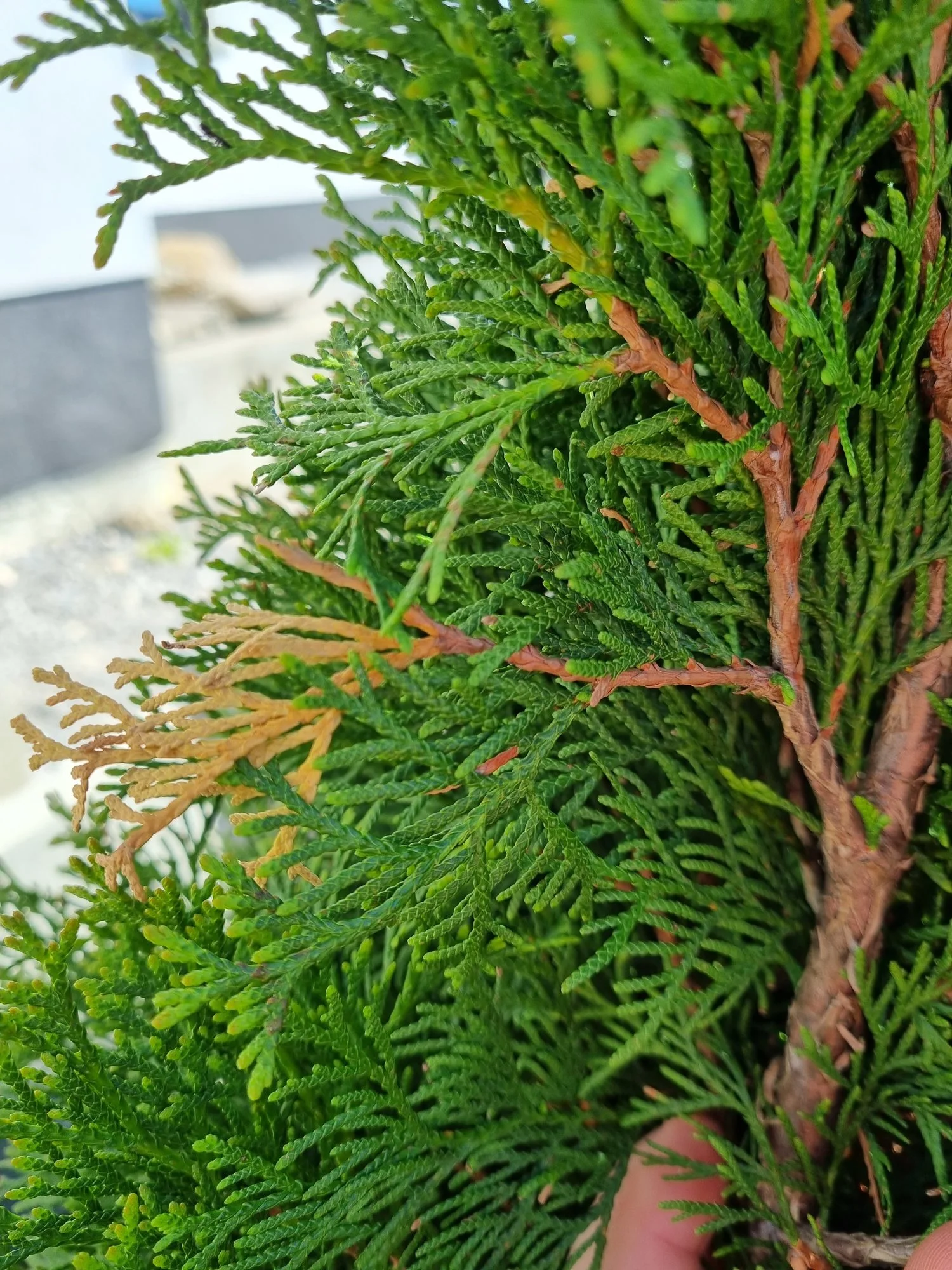 Probleme mit Thuja - Hausgarten.net
