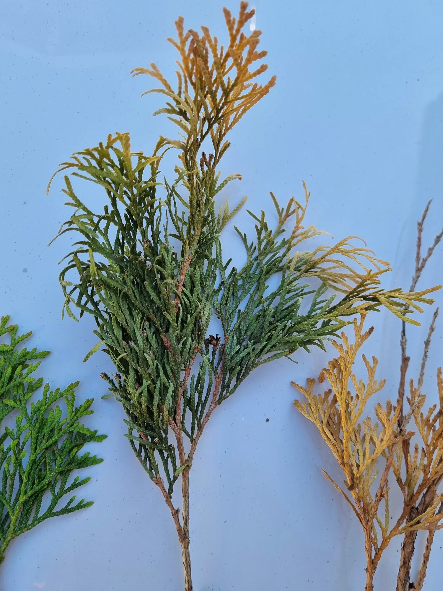 Probleme mit Thuja - Hausgarten.net