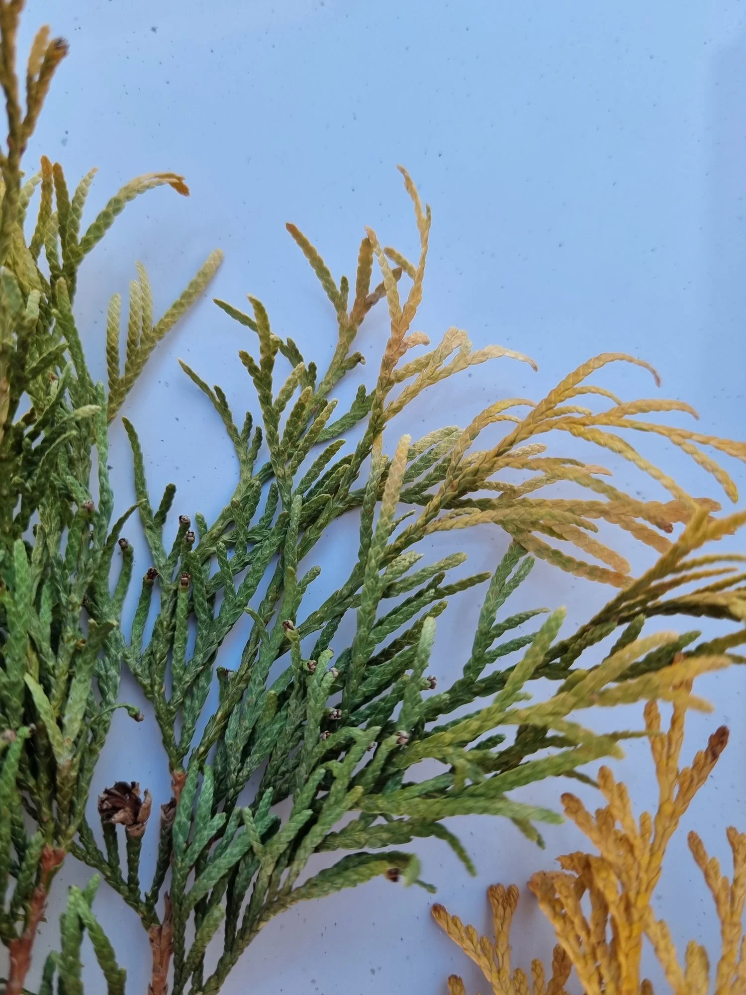thuja brabant 180 Thuja Brabant 180-200 cm Krukodlad C12 LQ - Köp Premiumhäck