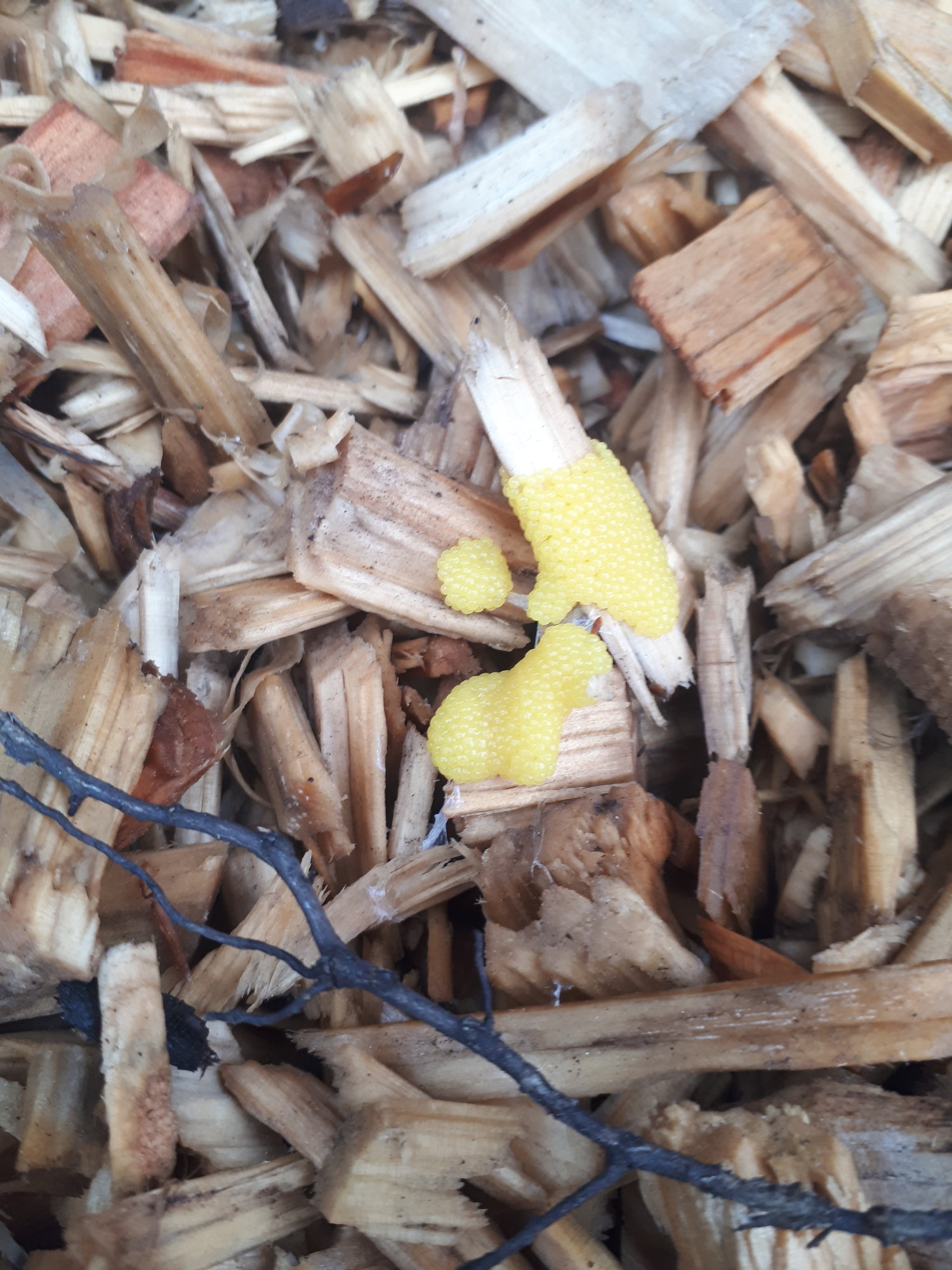 Gelbe Kügelchen im Garten, Eier?