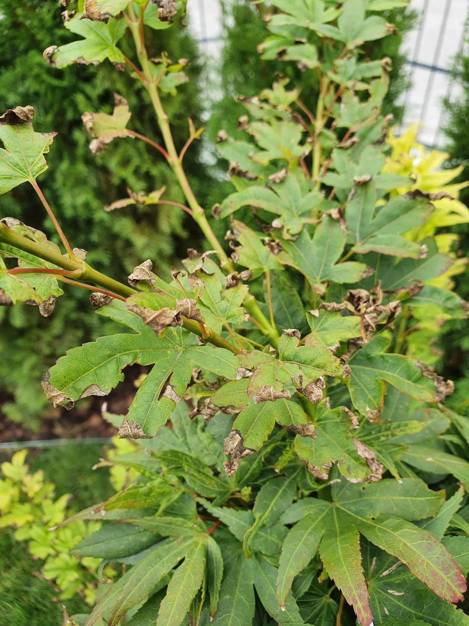 Ahorn im Topf Blattspitzen welken verticillium welke?
