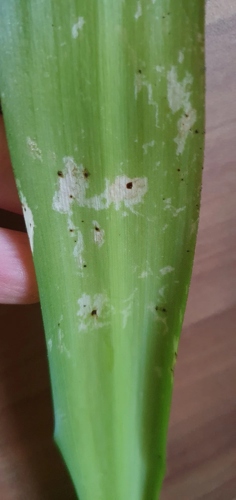 Schwarze Punkte an der Blättern der Yucca Palme