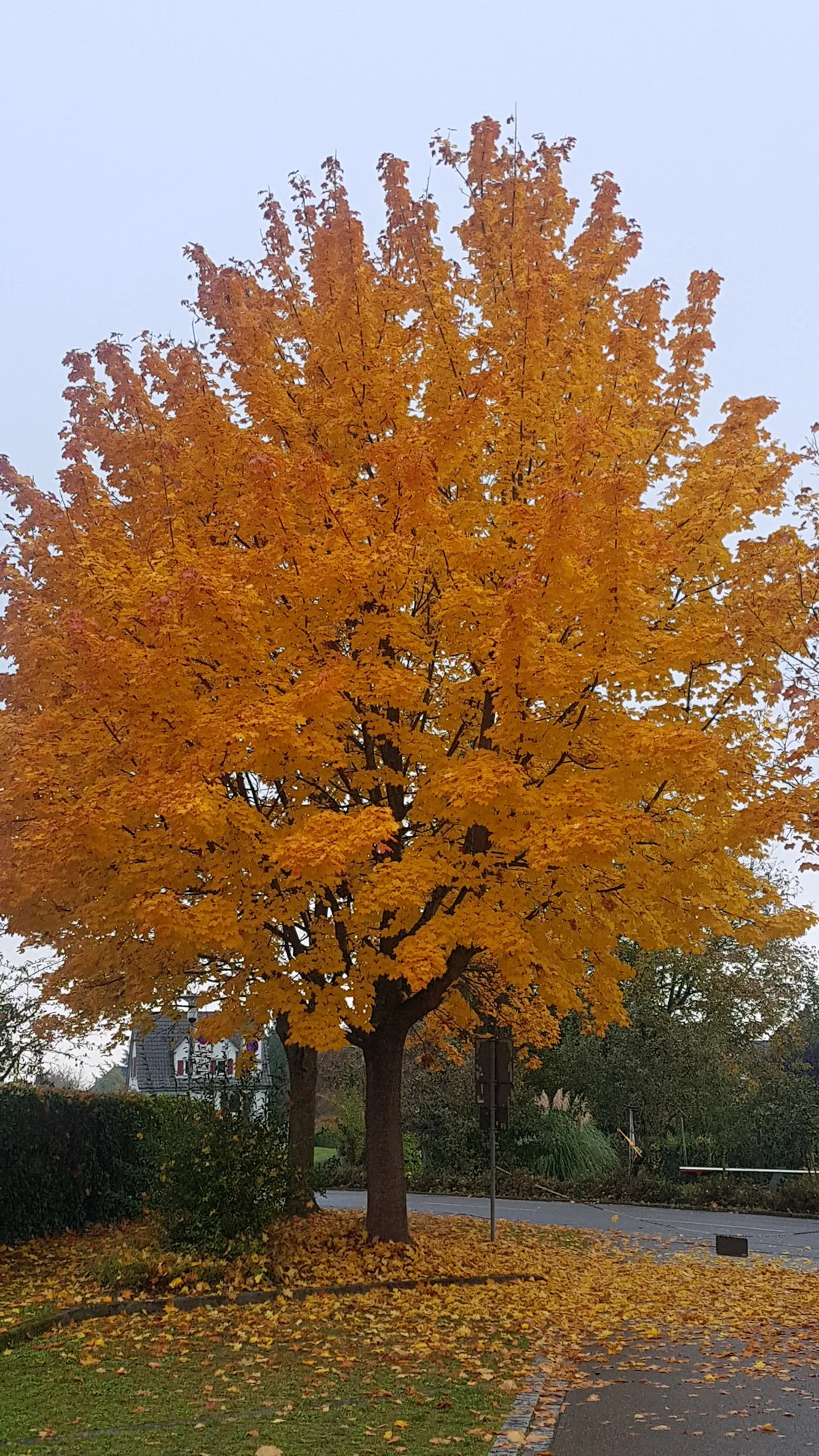 20211026_105033.webp