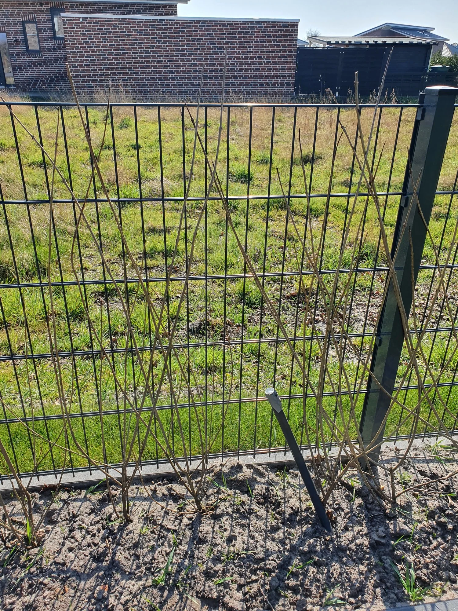 Ligusterhecke - weiteres Vorgehen - Hausgarten.net