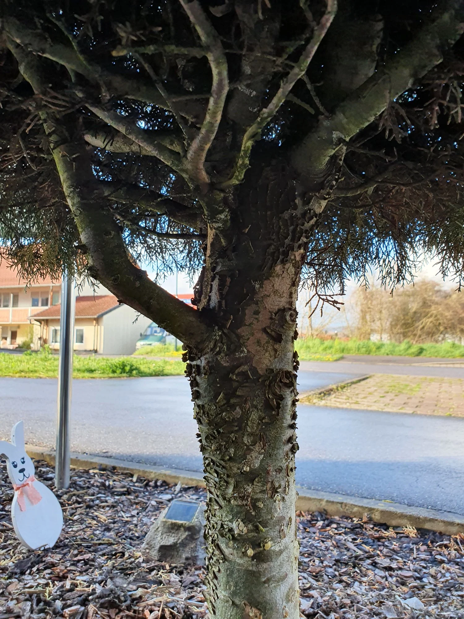 Gelöst Baum im wird gelb (Wacholder)