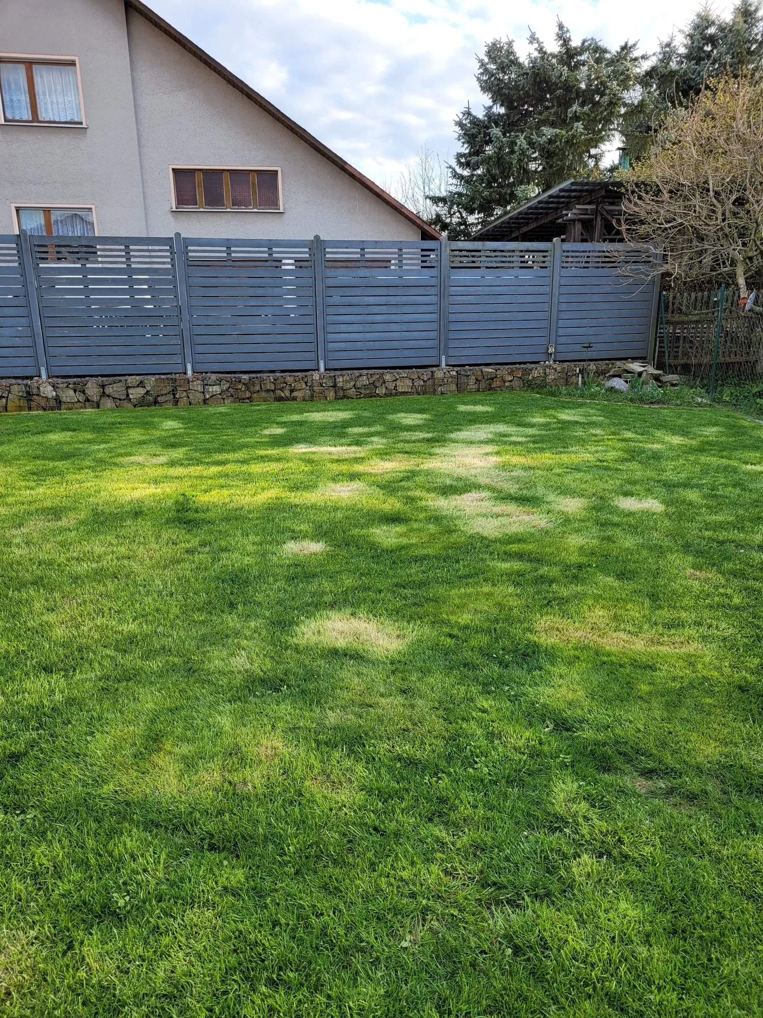 Gelbe kreisrunde Flecken auf dem Rasen