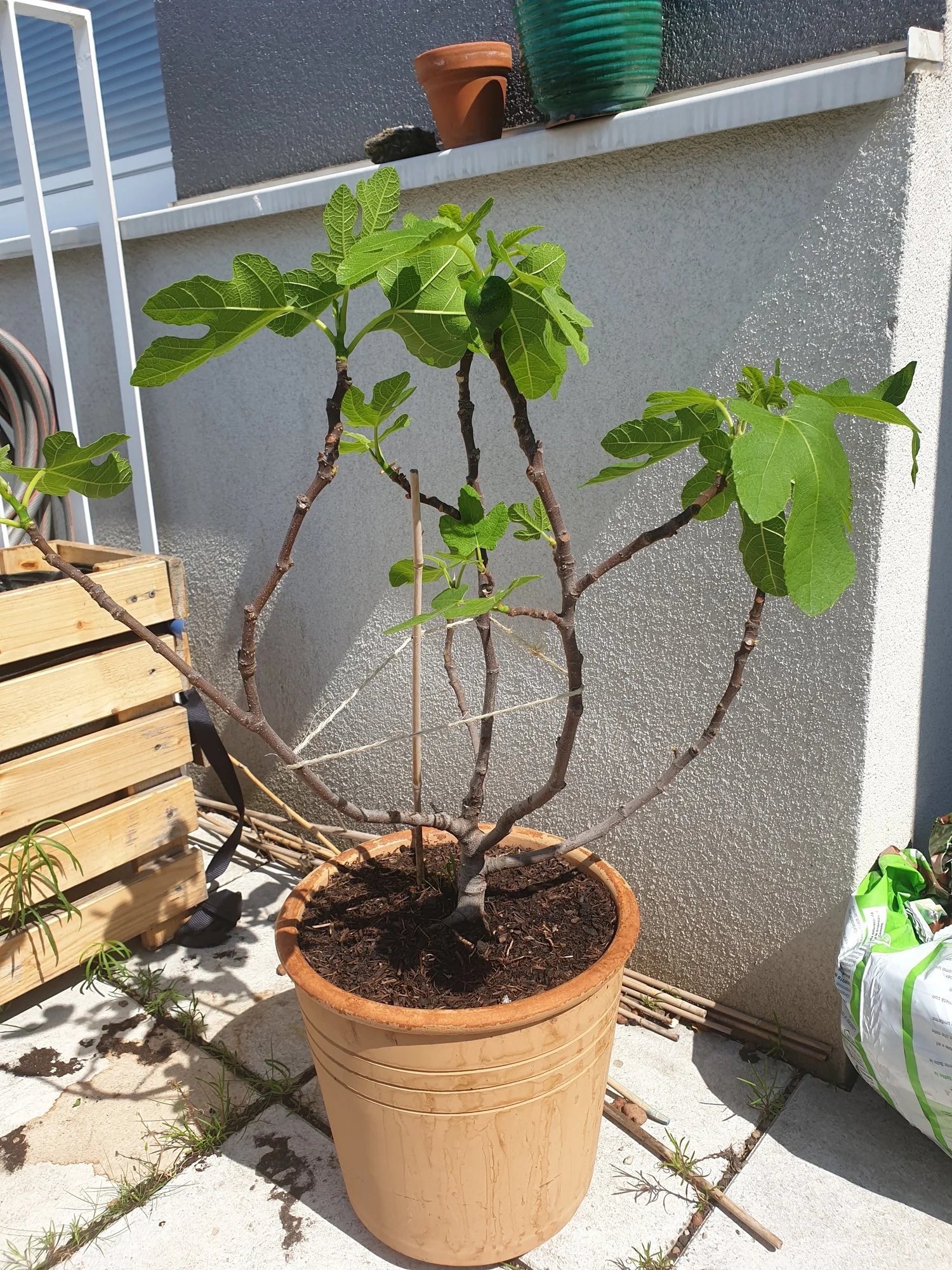 Feigenbaum im Topf schneiden