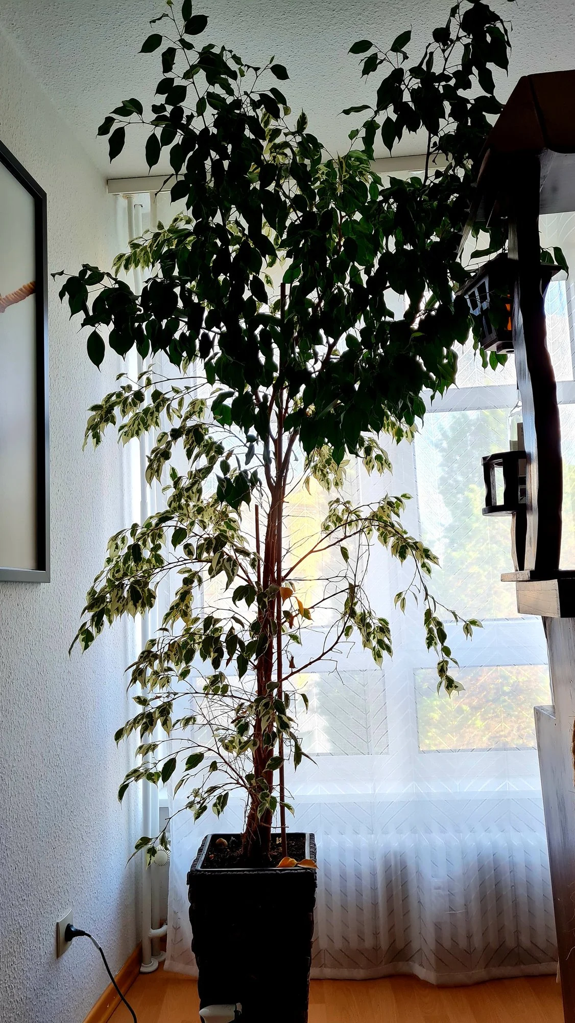 Ficus verliert Blätter einseitig