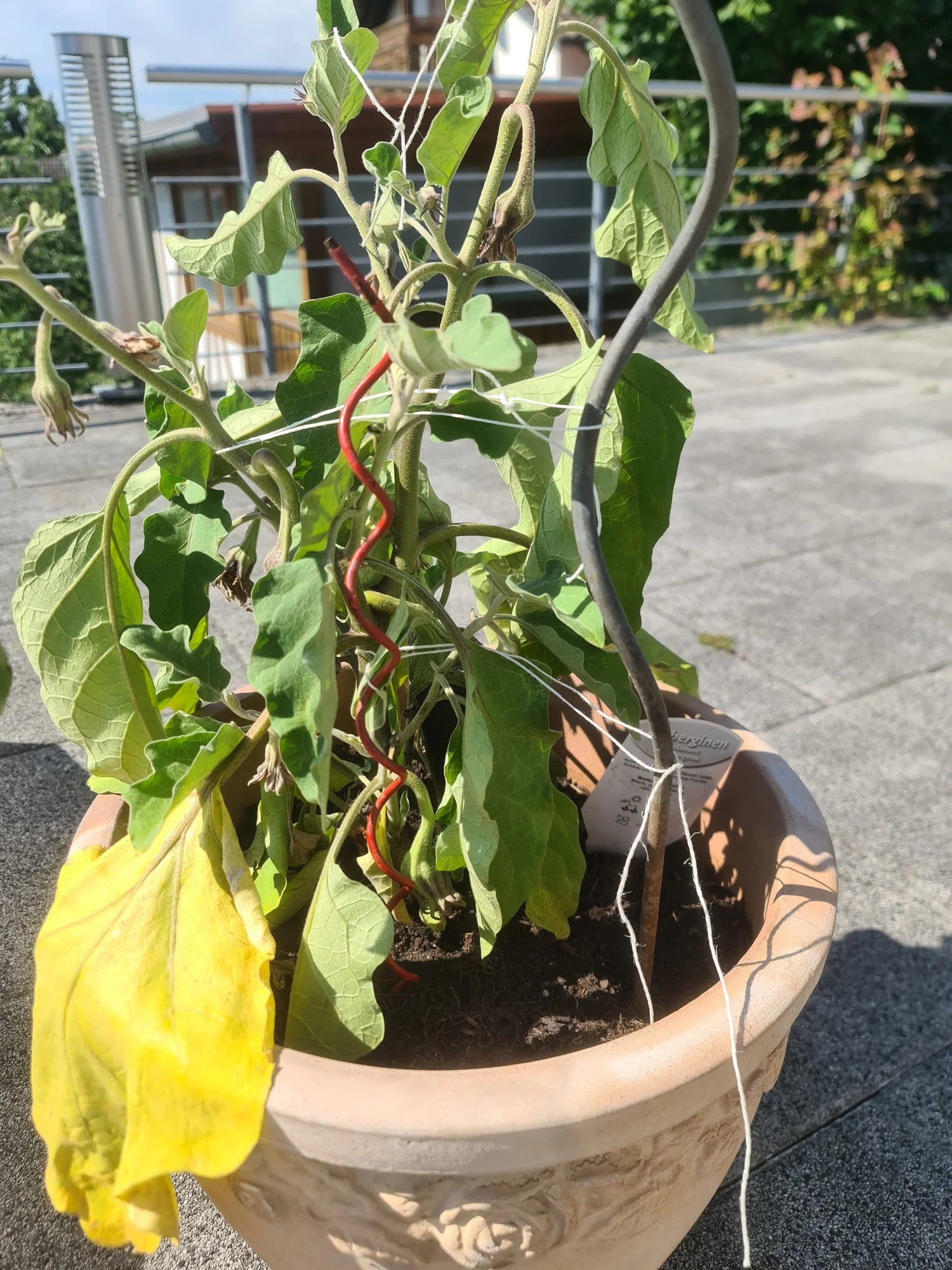 Aubergine lässt Blätter hängen