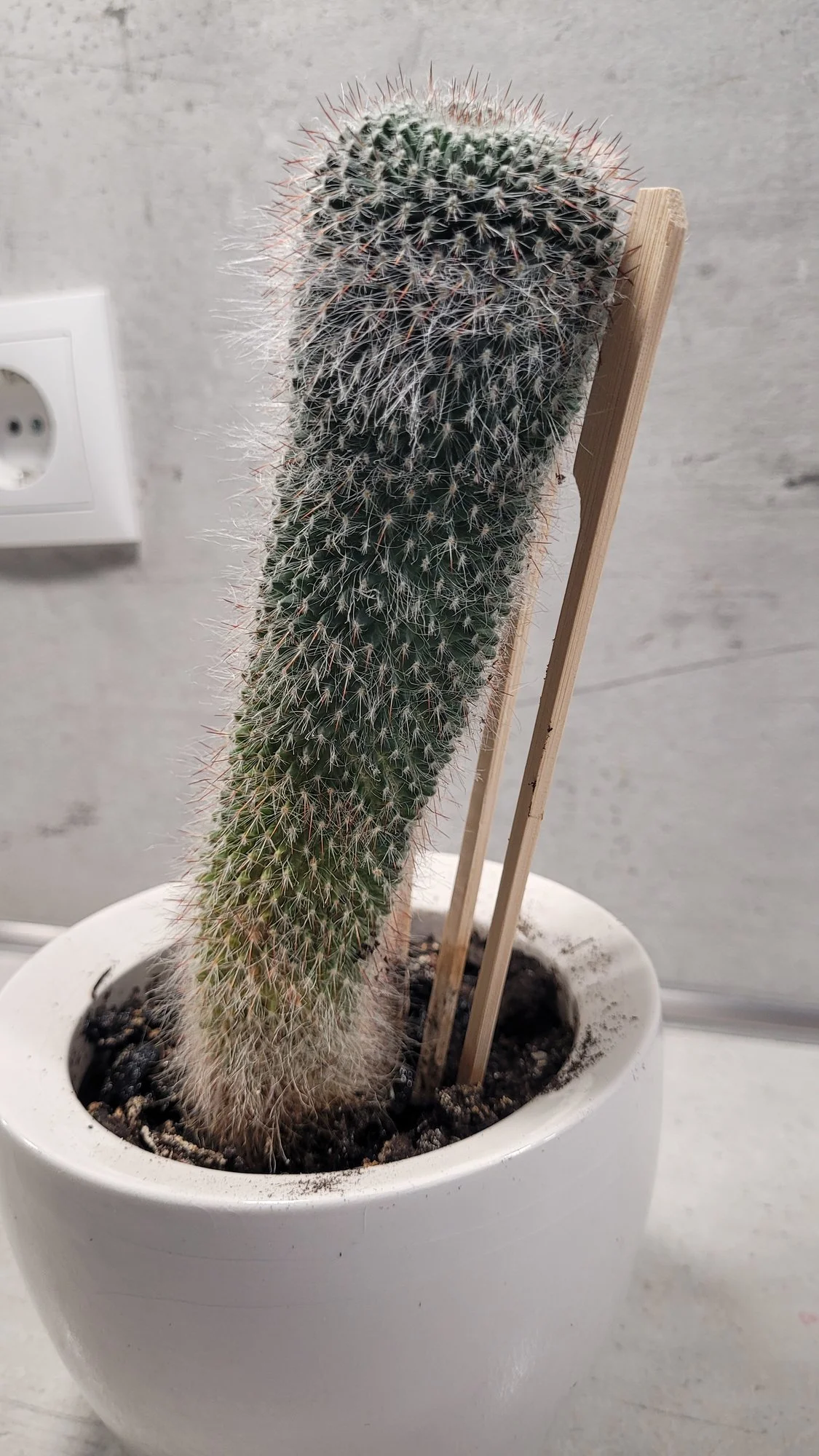 kaktus afrika Cactus – Africanologie main image 1