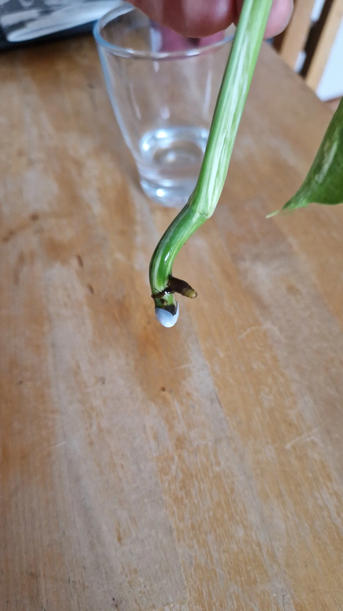 Monstera Variegata - Ableger fault trotz desinfektion & Wachs ...