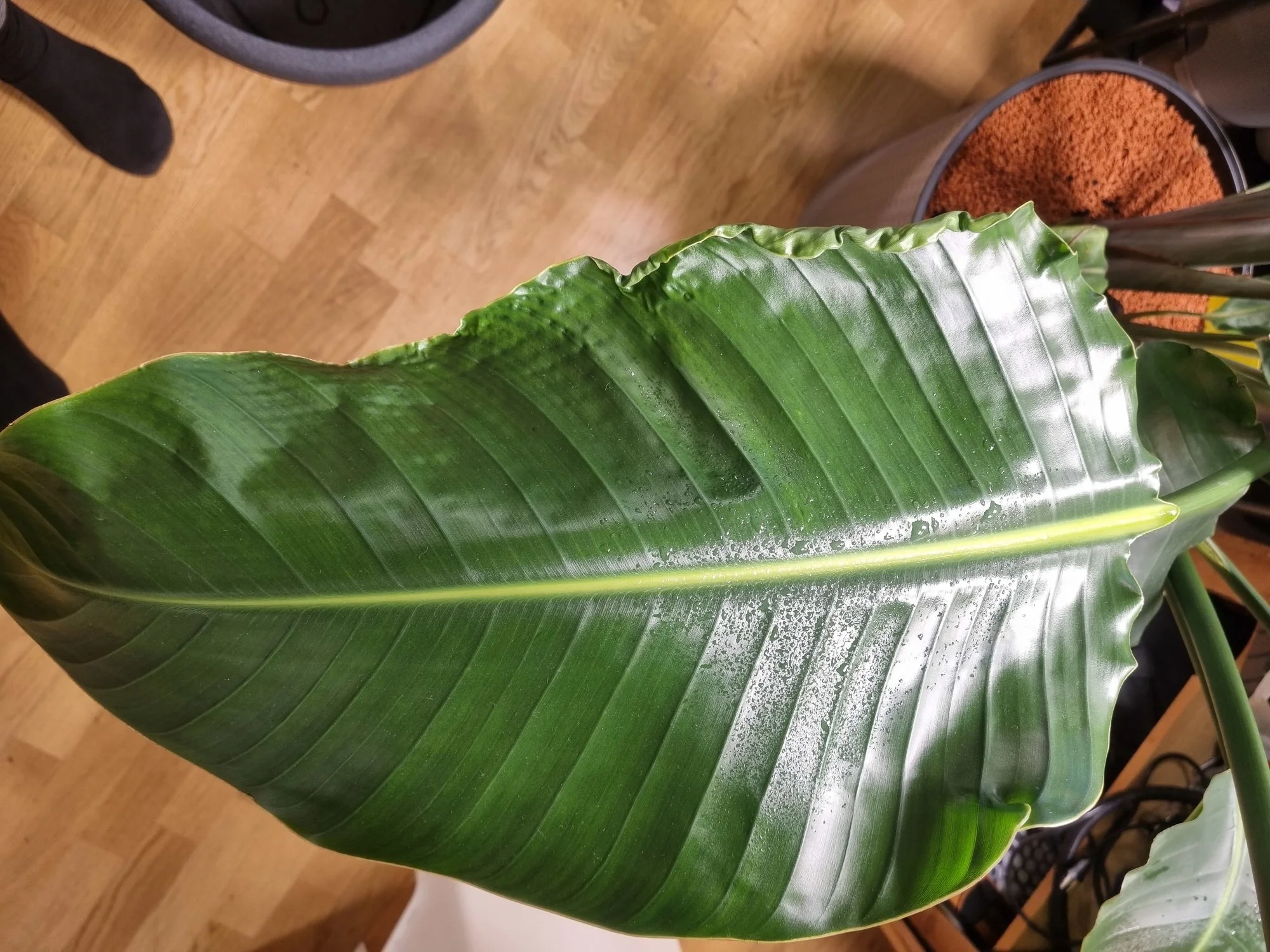 Strelitzia nicolai verknitterte Blätter