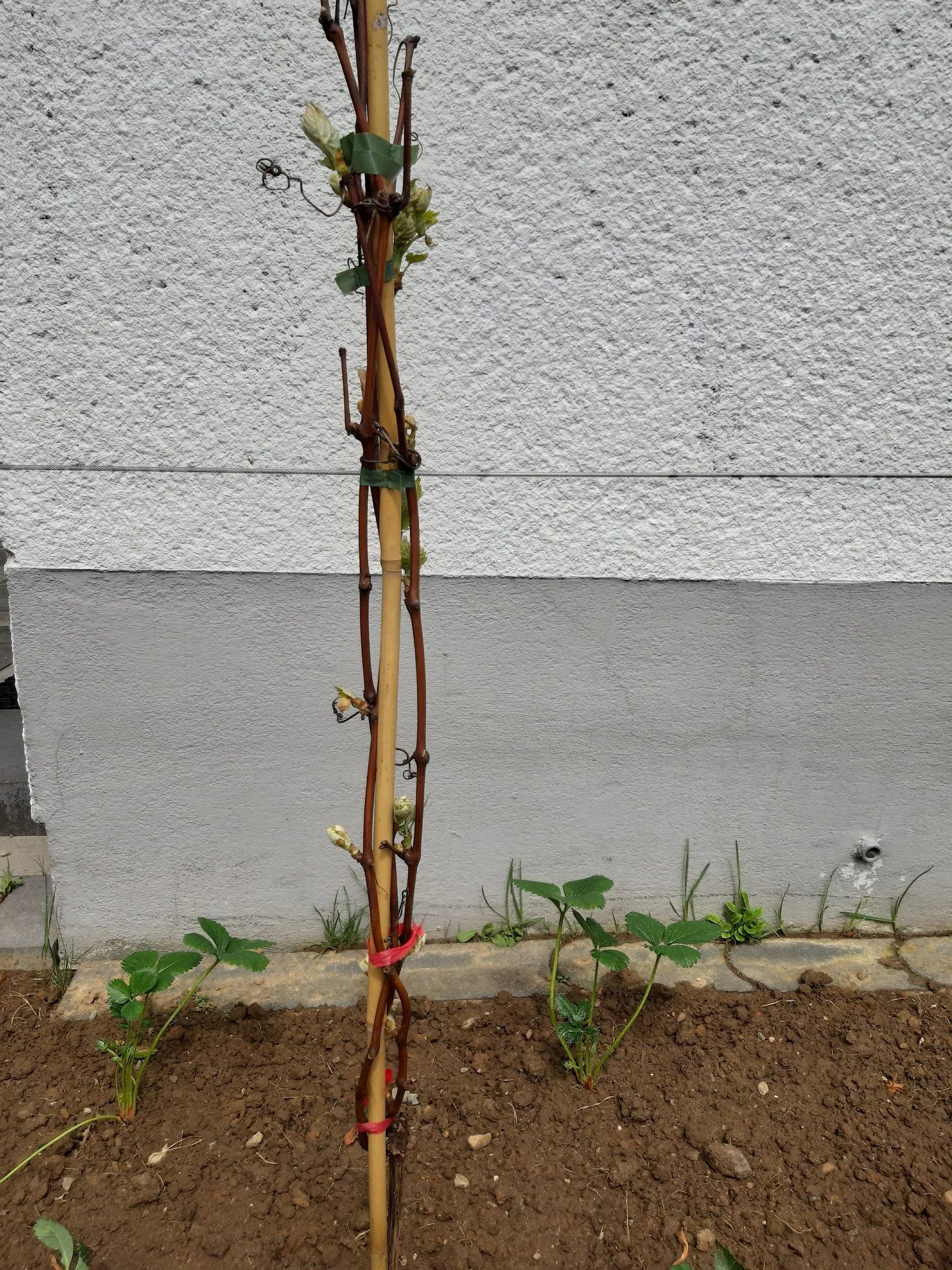 forum.hausgarten.net