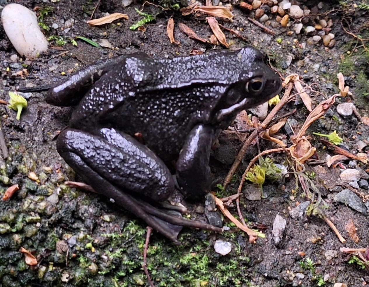 Gelöst Schwarzer Frosch? (Springfrosch Rana dalmatina zur