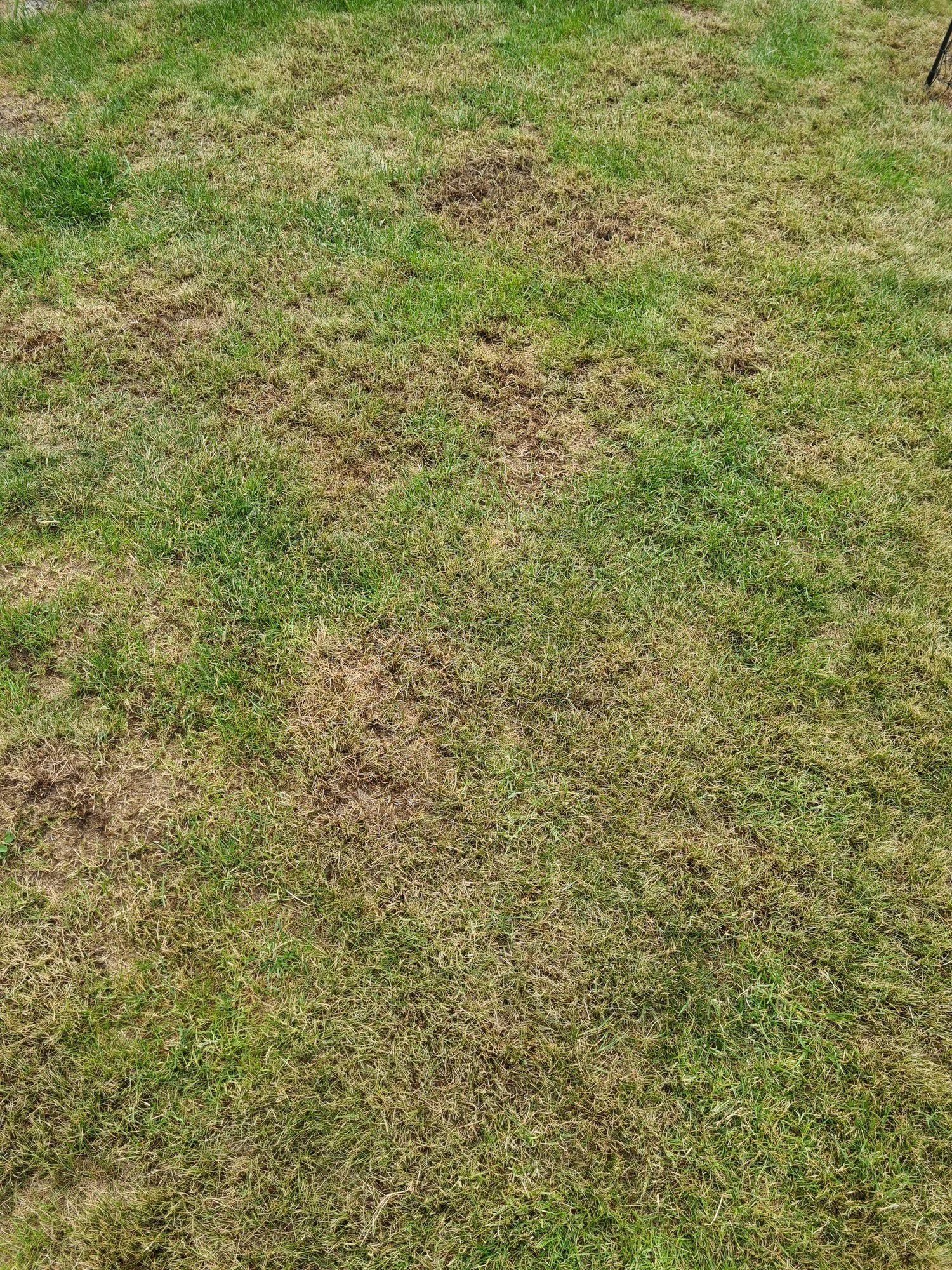 dunkle Flecken im Rasen