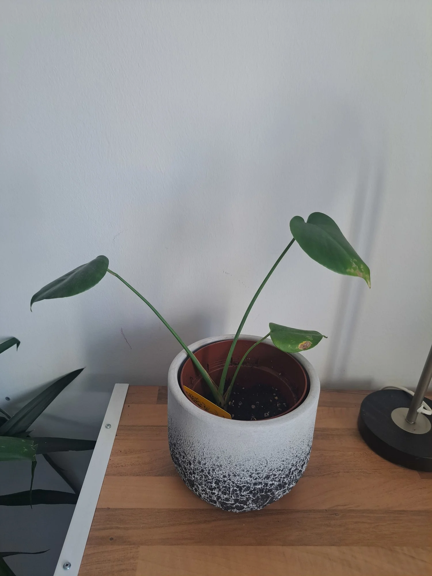 Blattfleckenkrankheit? Braune Flecken Monstera/Calathea/Efeutute