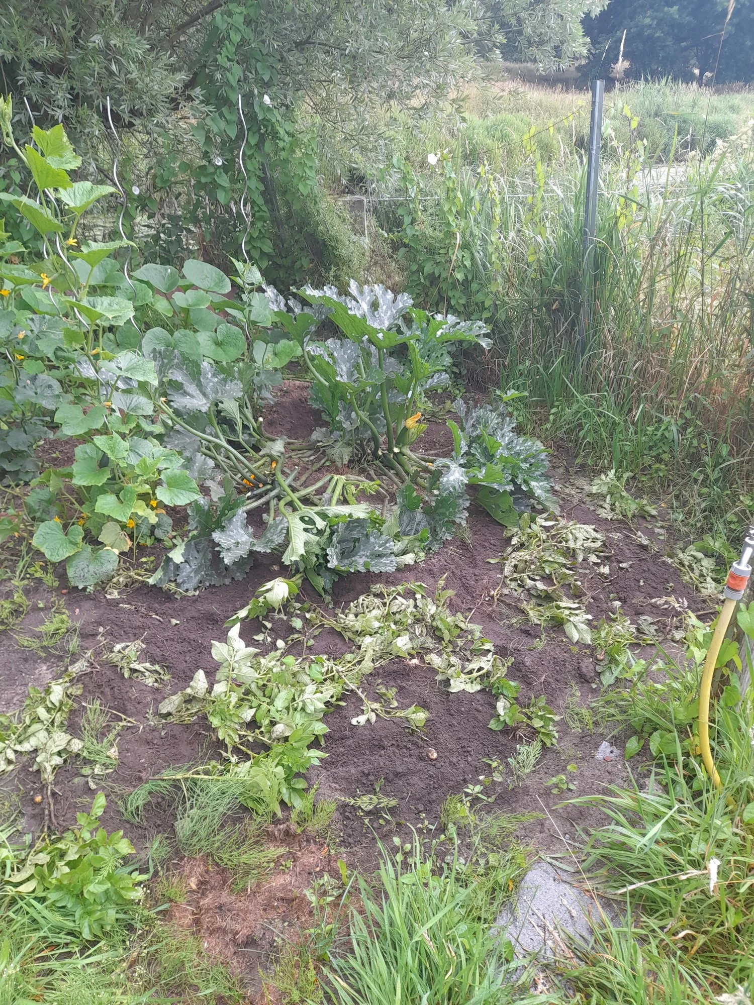 Nutria im Garten