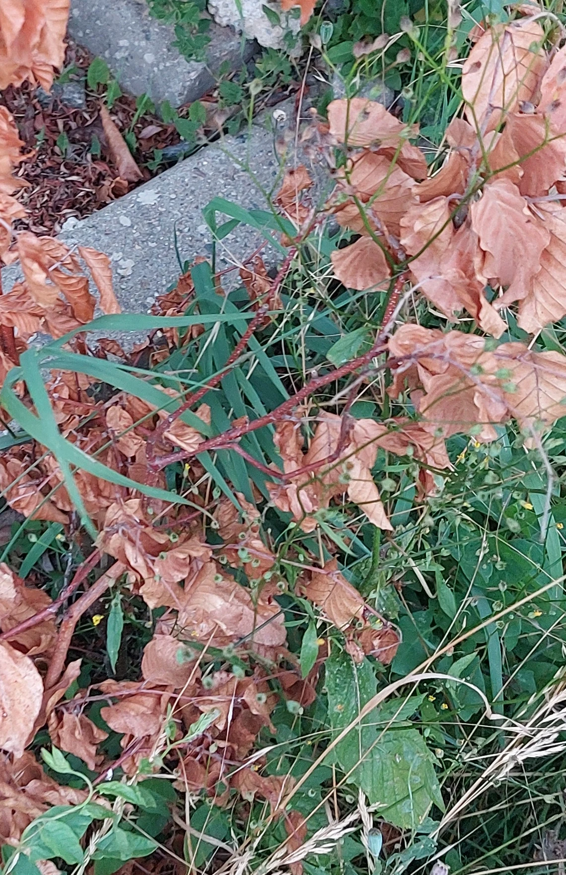 20230722_204515.jpg