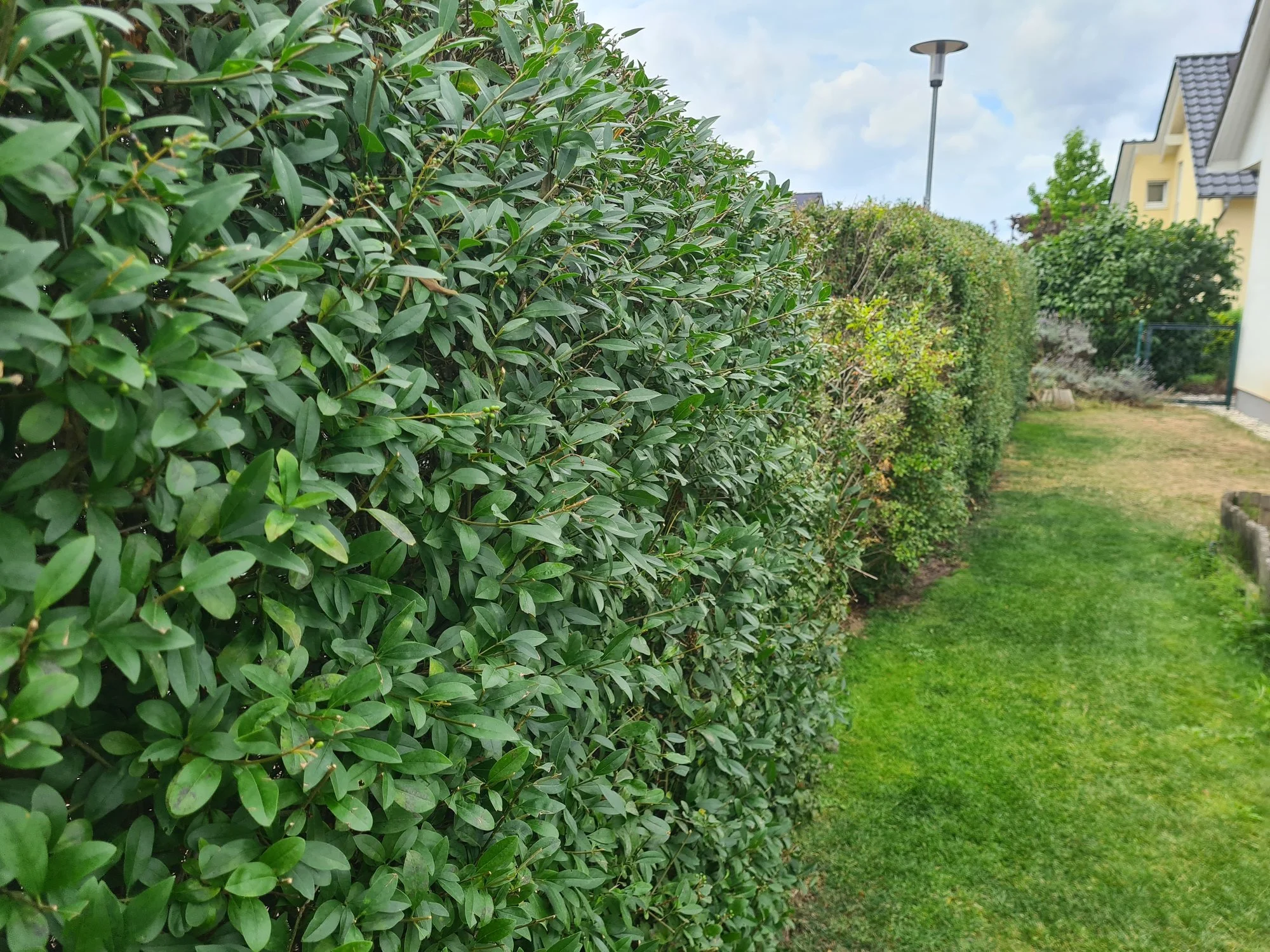 Ligusterhecke Stirbt Ab