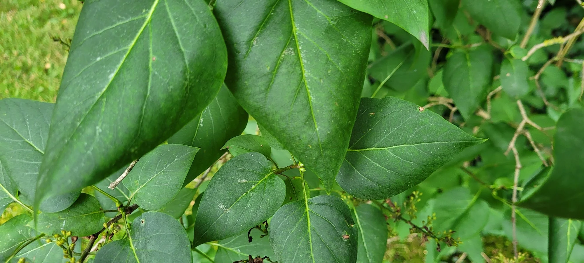 Flieder zeigt sich kräuselnde Blätter