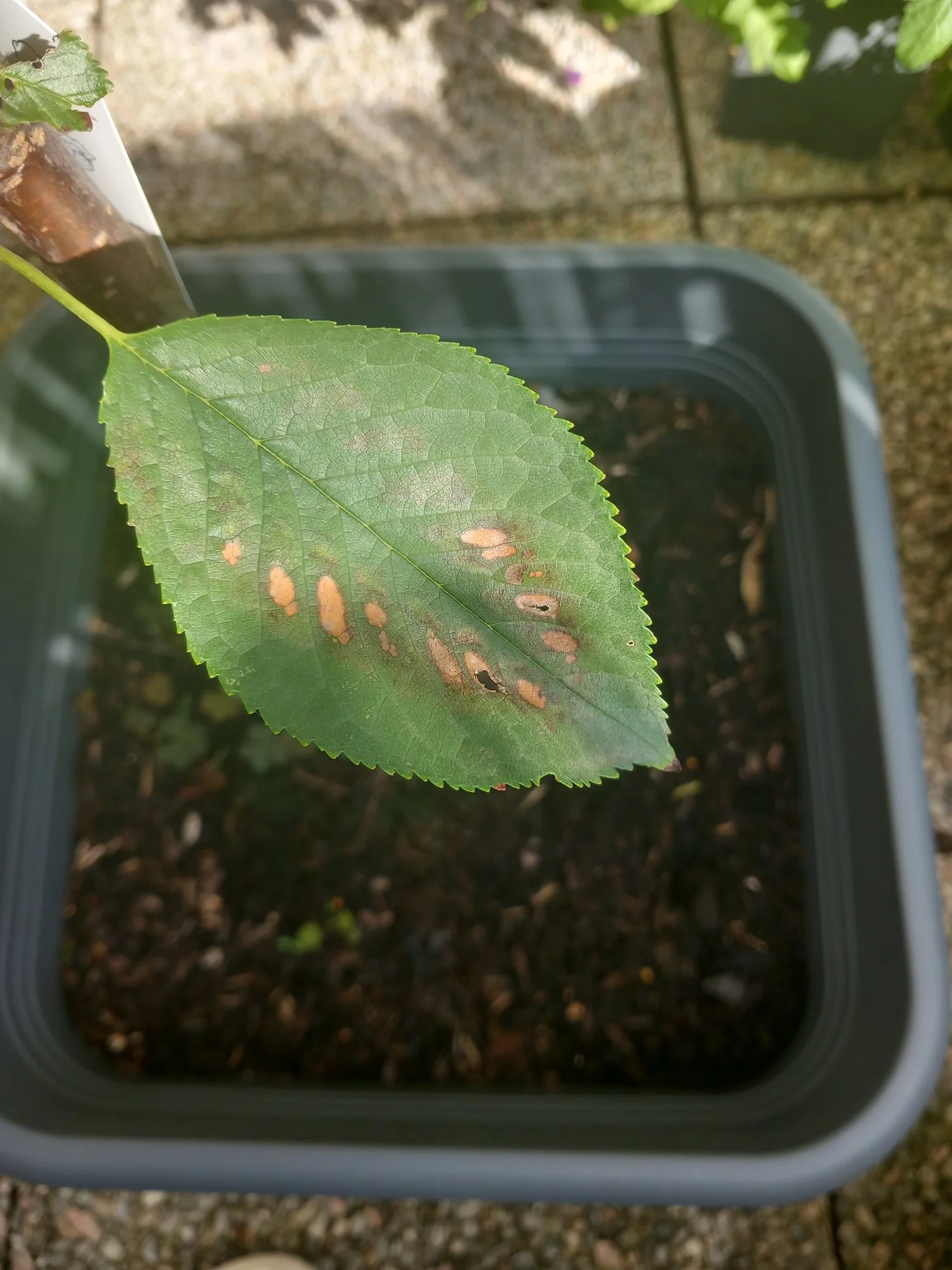 kleiner Kirschbaum mit verfärbten Blätter
