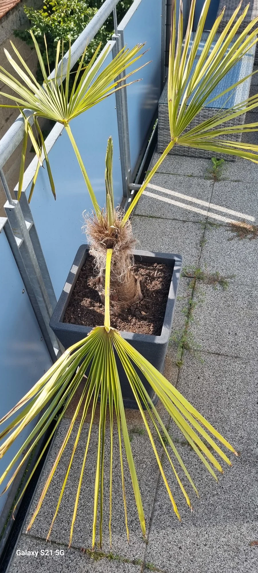 Hanfpalme wird gelb und