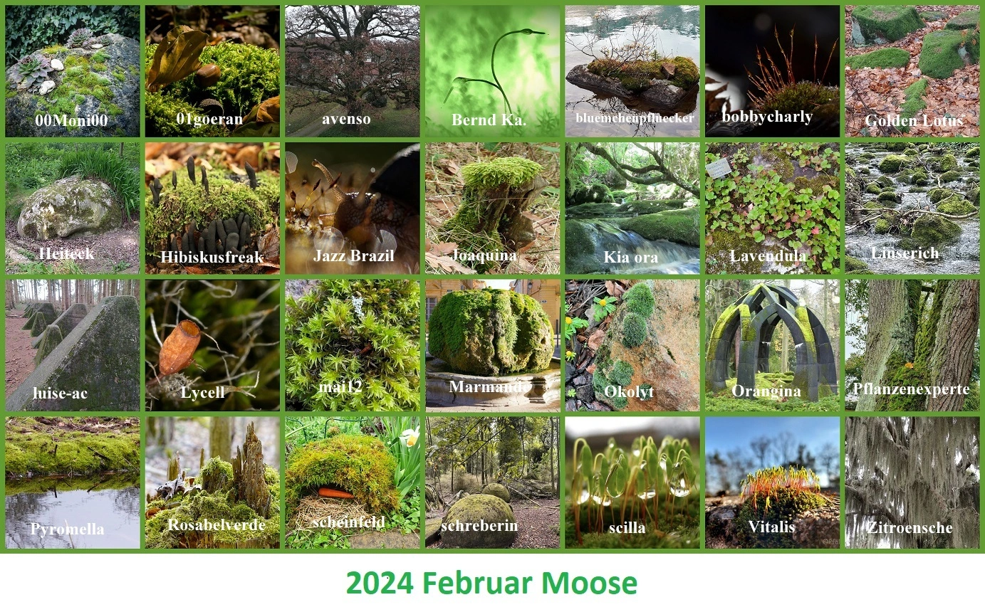 2024 Februar Moose - Copy.webp