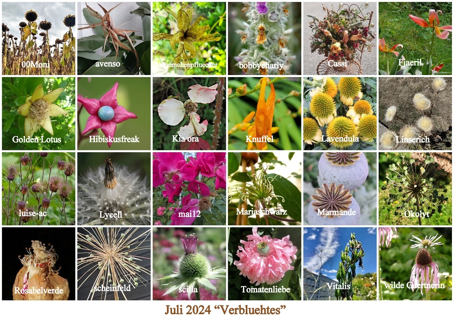 2024 Juli Verbluehtes - Copy.webp