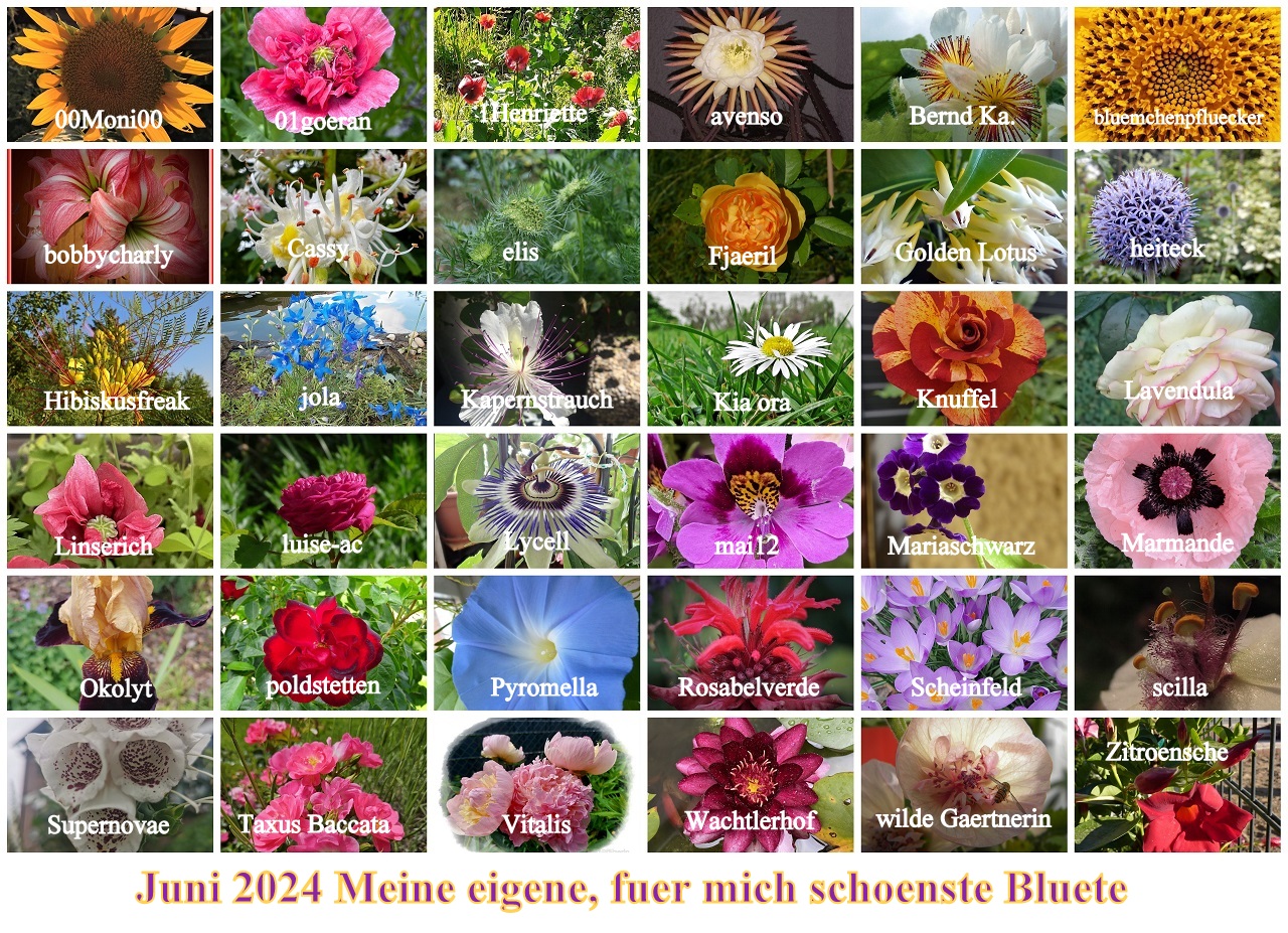 2024 Juni Meine eigene für mich schönste Pflanze-Blüte - Copy.jpg