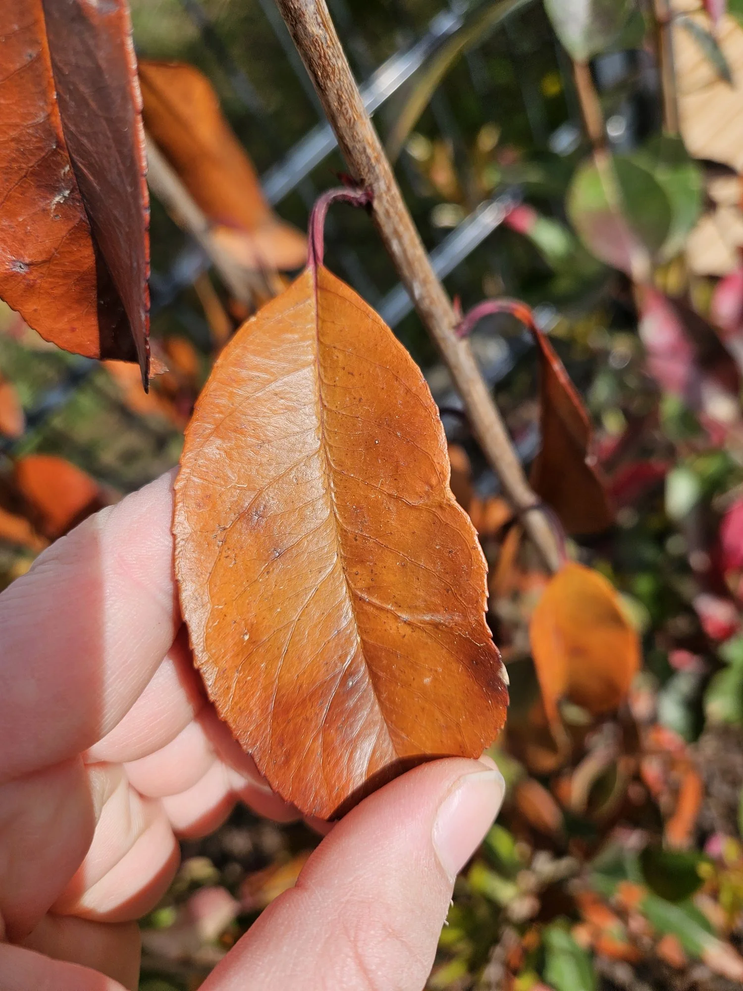 Glanzmispel sieht furchtbar aus (Fotos)