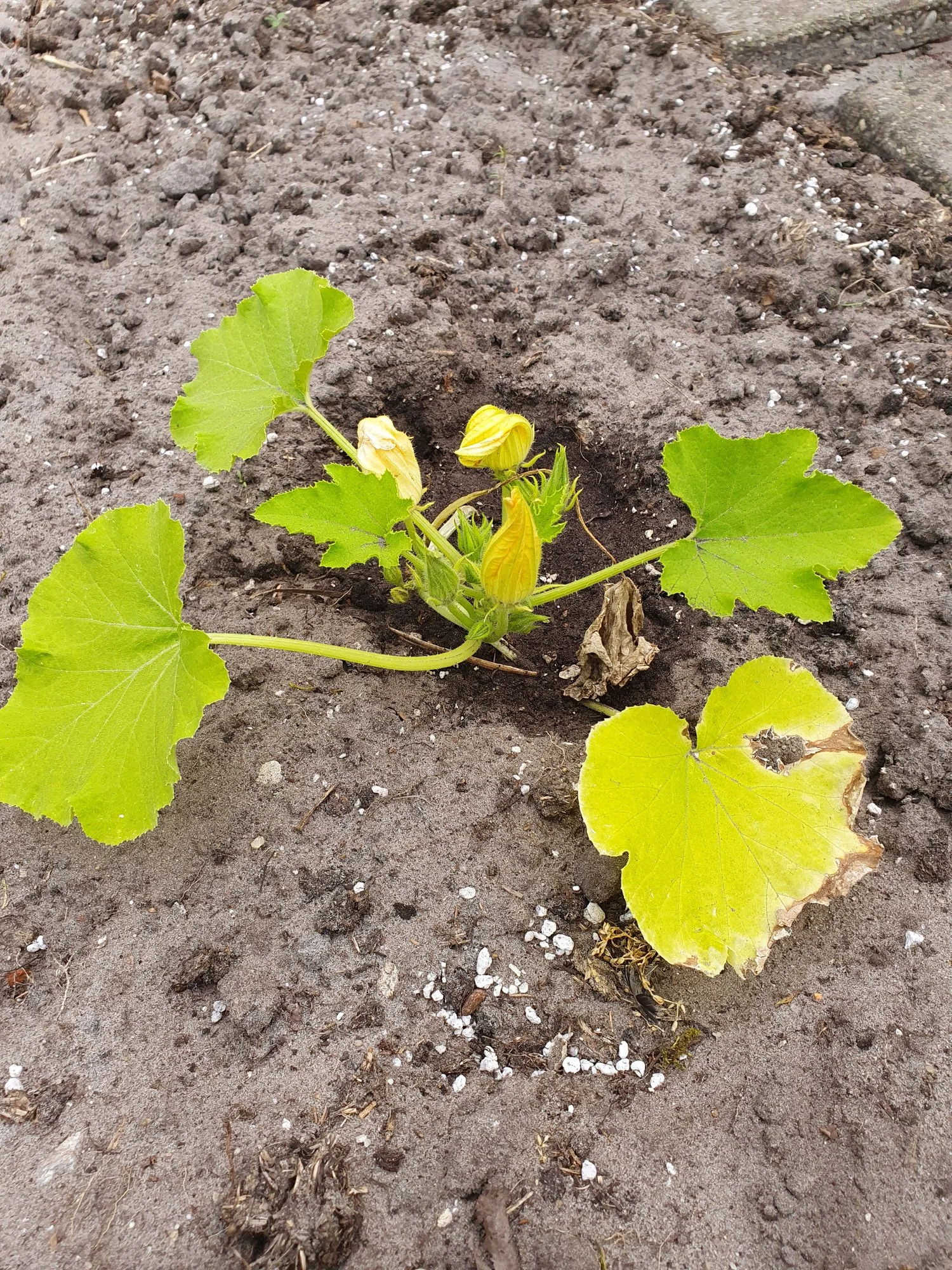unkrautvernichter mit dünger Rasendünger mit Unkrautvernichter main image 0