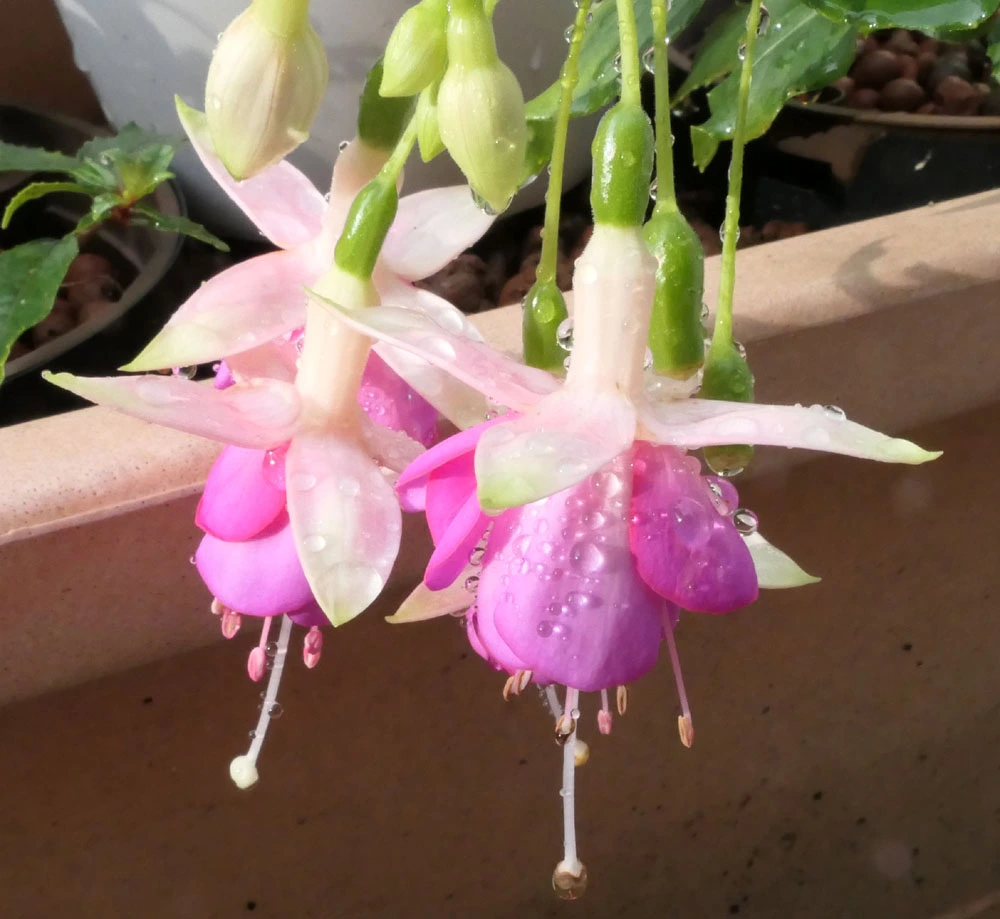 2024FuchsiWaTro.webp