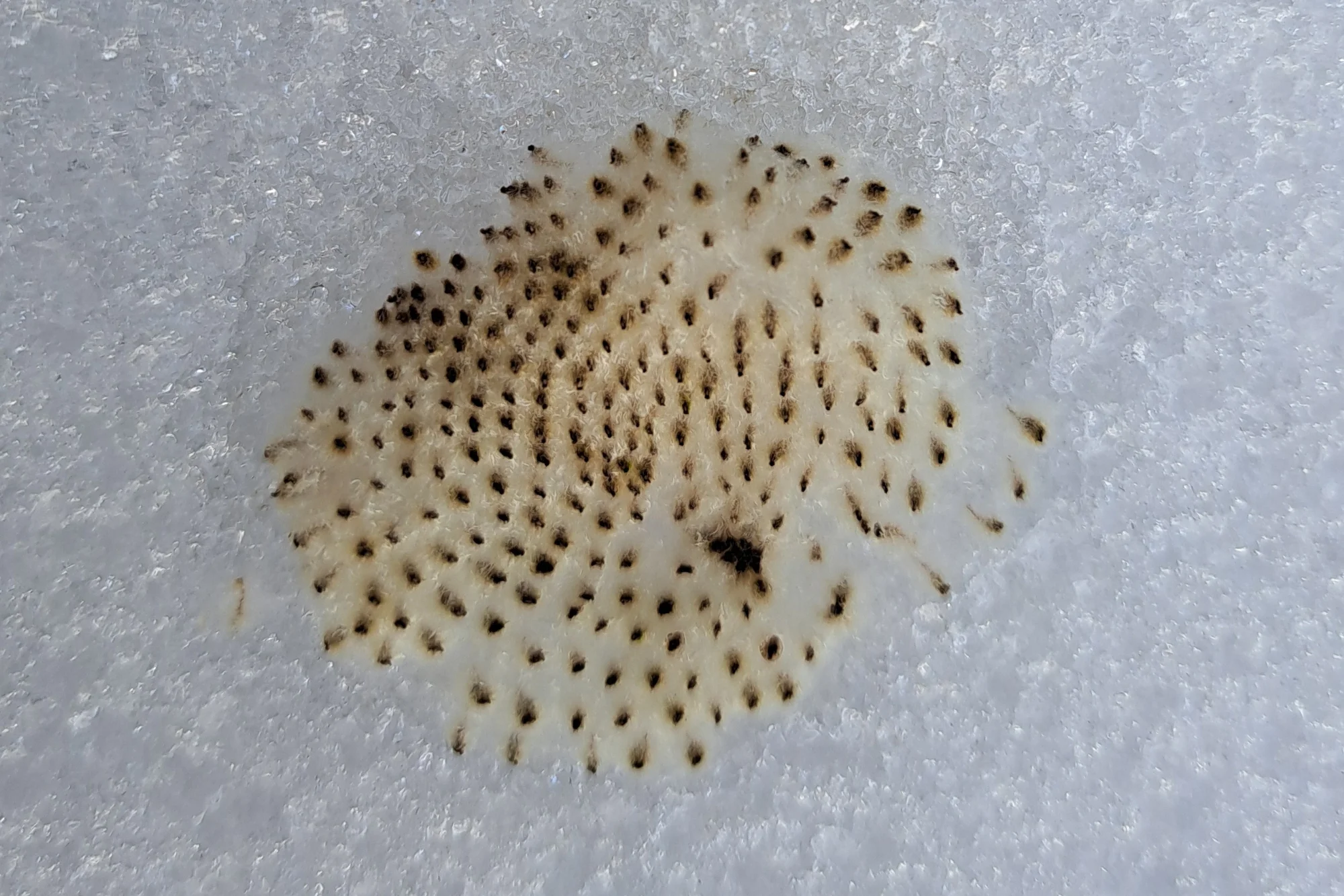 2026-02-03 20260203_153635.webp