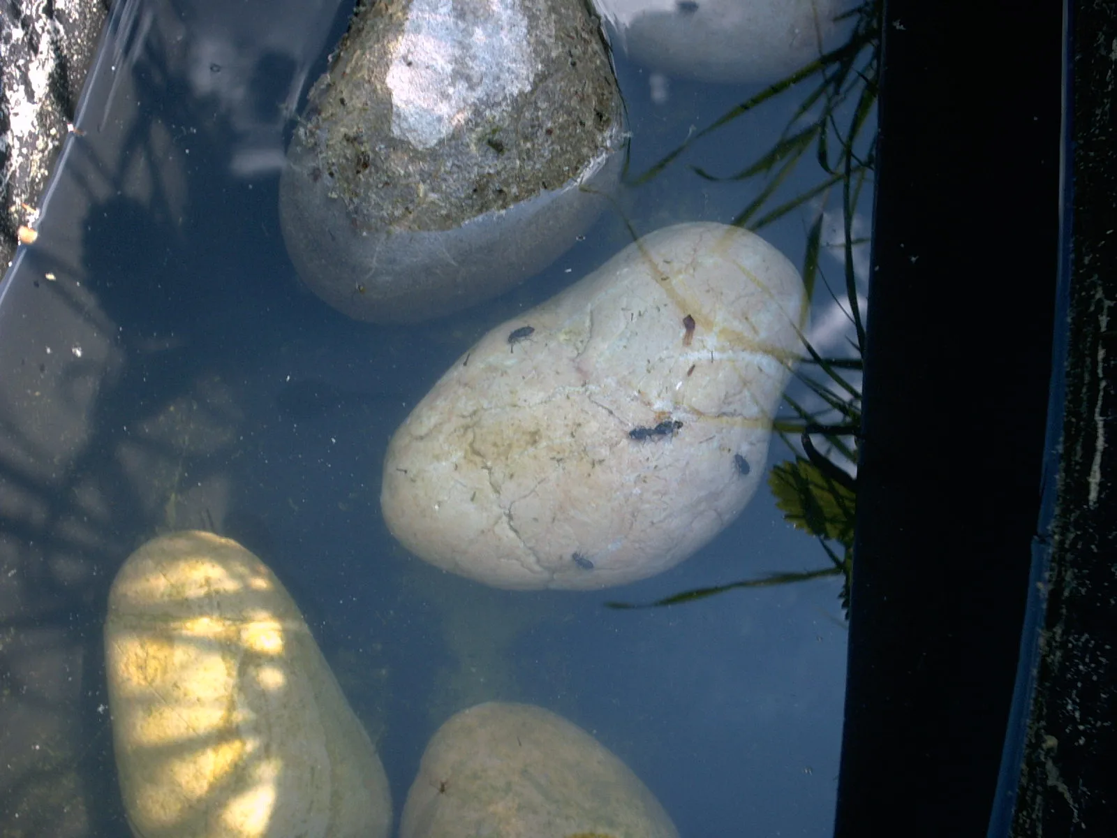 Was lebt da plötzlich in meinem Teich?