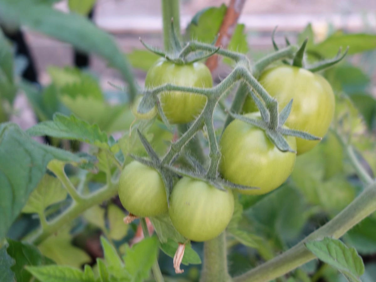 220413_Tomaten.webp