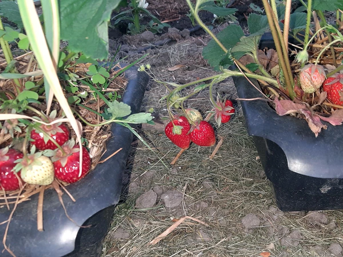 220506_Erdbeeren.webp