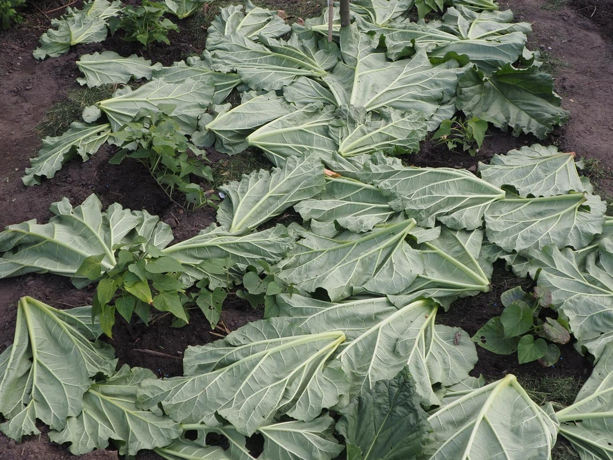220508_Rhabarbermulch.webp