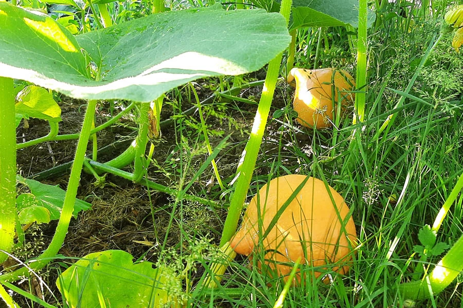 220628_Hokkaido.webp