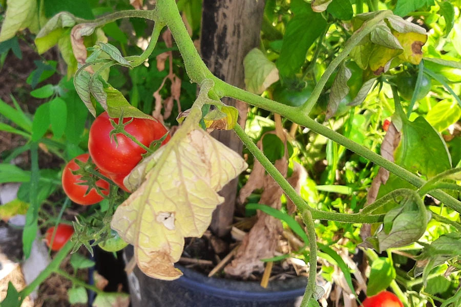220628_Tomaten2.jpg