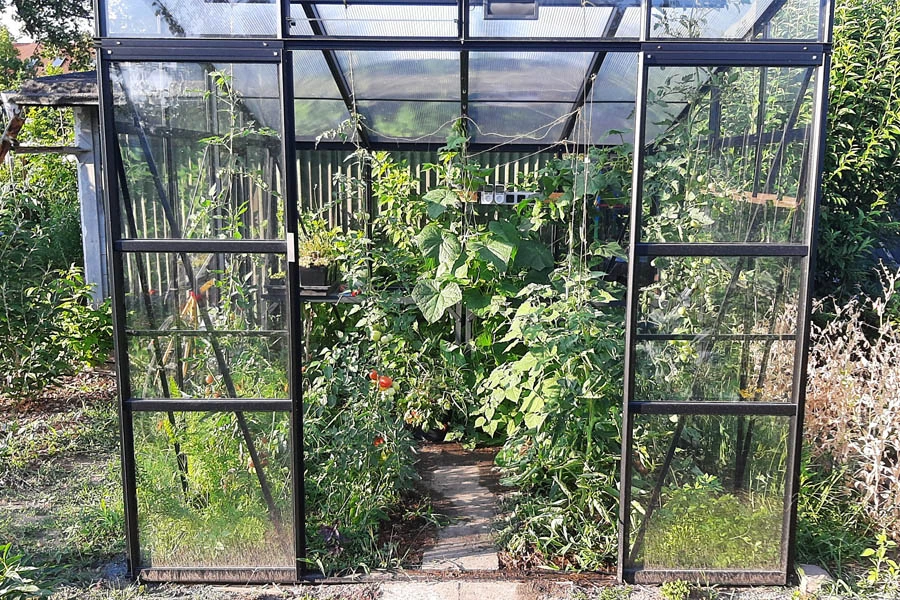 220628_Tomaten3.jpg