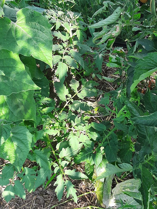 220628_Tomaten5.jpg