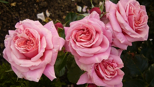 23.6.2010 063.webp