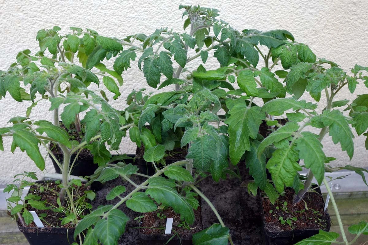 230223_Frühtomaten.webp