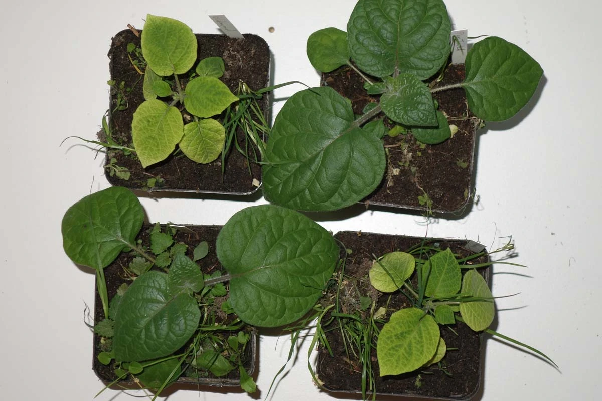 230223_Physalis.webp