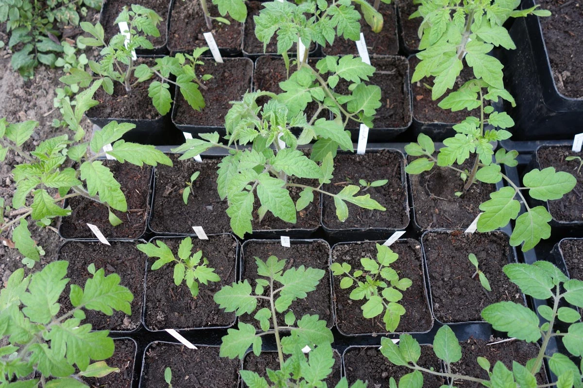 230318_Tomaten.webp