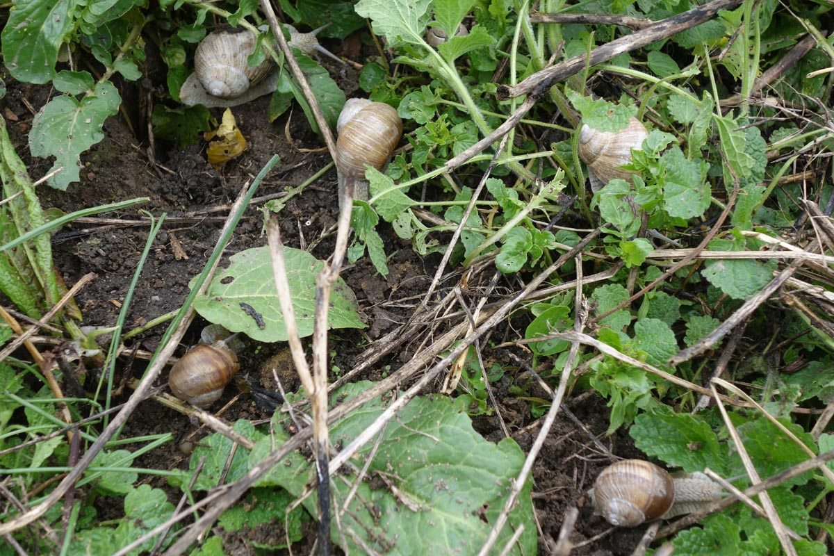 230415_Weinbergschnecken.jpg