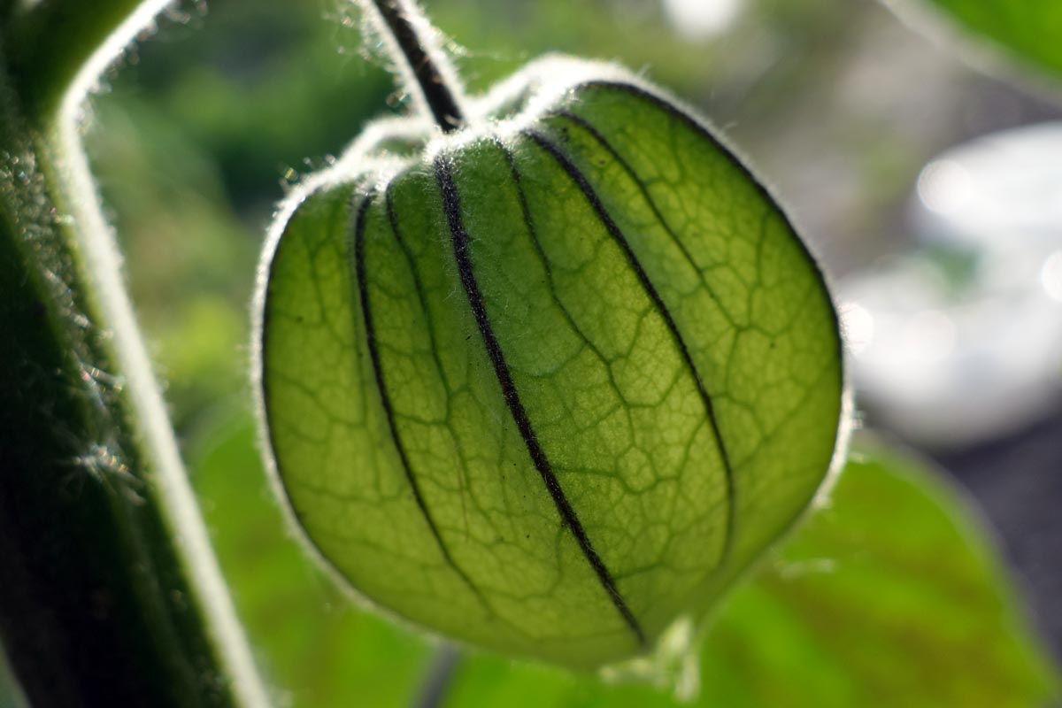 230519_Physalis2.jpg