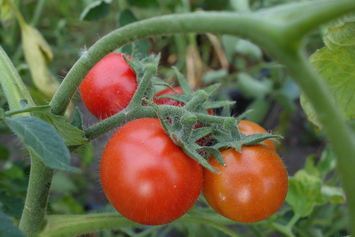 230519_Tomate_Alaska.jpg